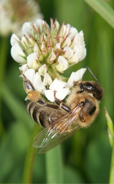 Honigbiene auf Weiklee (<i>Trifolium repens</i>)